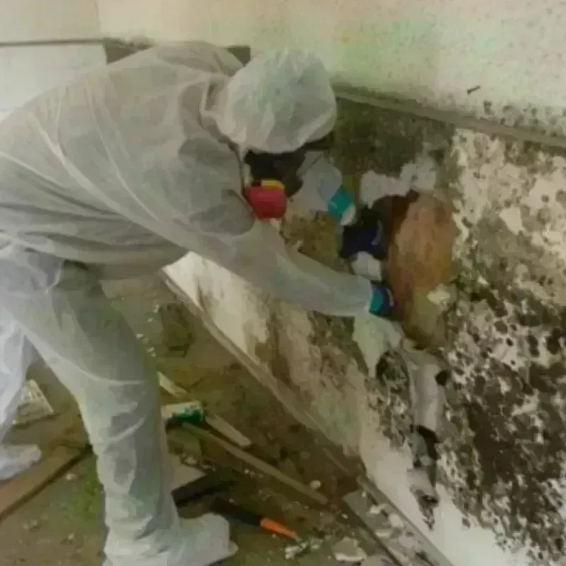 Mold Remediation and Removal in Brandermill, VA